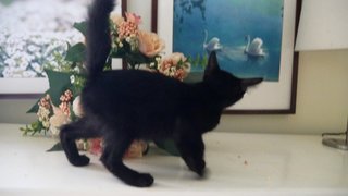 Kitten For Adoption (Male) - Domestic Short Hair Cat