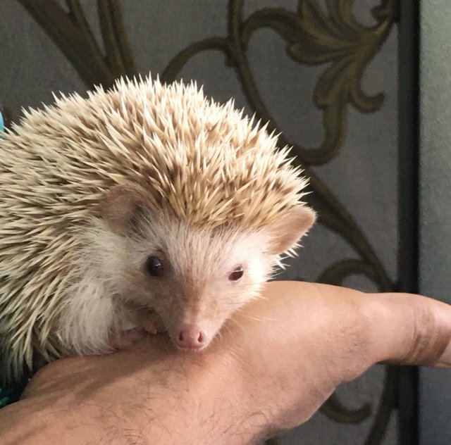 Jacky - Hedgehog Small & Furry