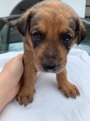 Cute Puppies - Mixed Breed Dog