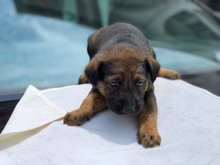 Cute Puppies - Mixed Breed Dog