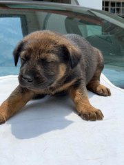 Cute Puppies - Mixed Breed Dog