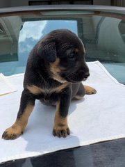 Cute Puppies - Mixed Breed Dog