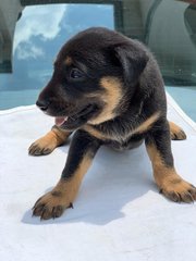 Cute Puppies - Mixed Breed Dog