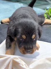 Cute Puppies - Mixed Breed Dog