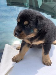 Cute Puppies - Mixed Breed Dog