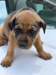 Cute Puppies - Mixed Breed Dog