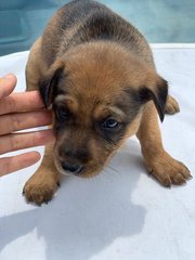 Cute Puppies - Mixed Breed Dog