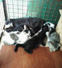 Mr.rama (Mom With 5 Junior Kittens) - Domestic Short Hair Cat