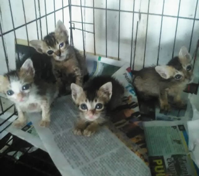 4 Kittens (3 Brown &amp; 1 White/brown) - Domestic Short Hair Cat