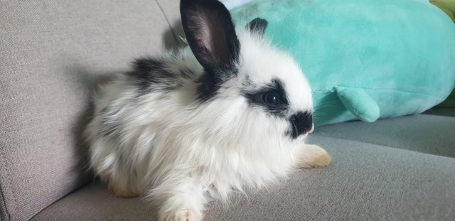 PF100698 - Lop Eared + Lionhead Rabbit