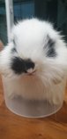 PF100698 - Lop Eared + Lionhead Rabbit