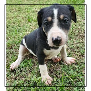 Mr Miller - Bull Terrier Mix Dog