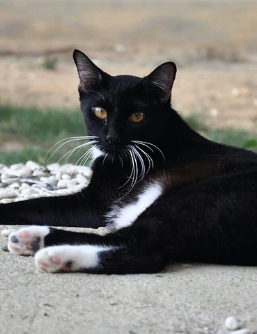 Orca - Domestic Medium Hair Cat