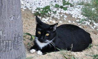 Orca - Domestic Medium Hair Cat