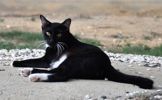 Orca - Domestic Medium Hair Cat