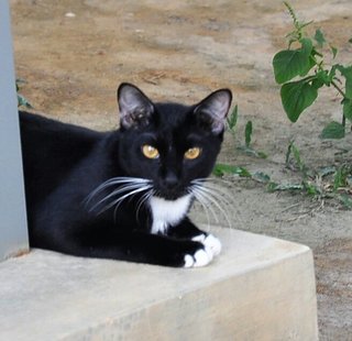 Orca - Domestic Medium Hair Cat