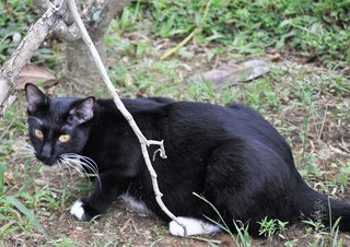 Orca - Domestic Medium Hair Cat