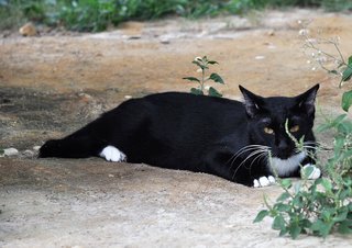 Orca - Domestic Medium Hair Cat