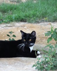 Orca - Domestic Medium Hair Cat