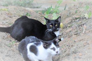 Orca - Domestic Medium Hair Cat