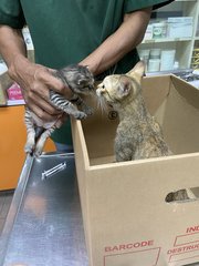 Pudding And Her 5 Kittens - Domestic Medium Hair Cat