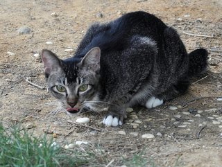 Molly - Domestic Short Hair Cat