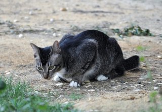 Molly - Domestic Short Hair Cat