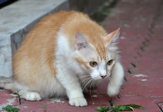 Mummy Souffle - Domestic Long Hair Cat