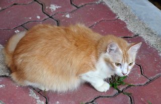 Mummy Souffle - Domestic Long Hair Cat