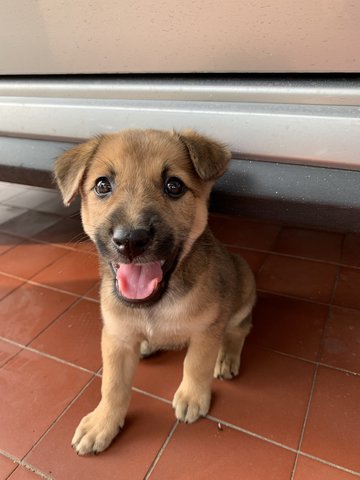 Brownie - Mixed Breed Dog