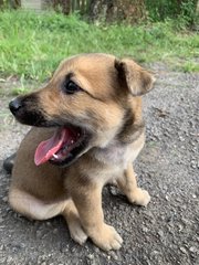 Brownie - Mixed Breed Dog