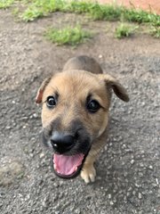 Brownie - Mixed Breed Dog