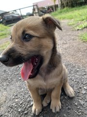 Brownie - Mixed Breed Dog