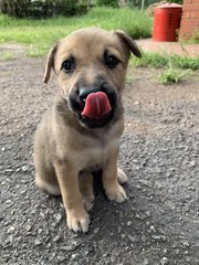 Brownie - Mixed Breed Dog