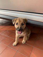 Brownie - Mixed Breed Dog