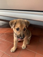 Brownie - Mixed Breed Dog