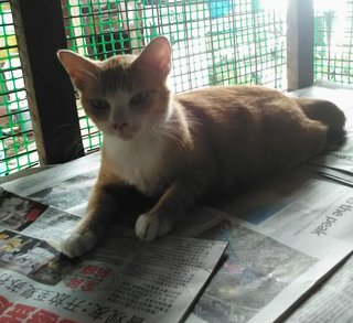 Yang (Orange &amp; White) - Domestic Short Hair Cat