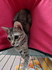 Bulat - Domestic Short Hair + Tabby Cat