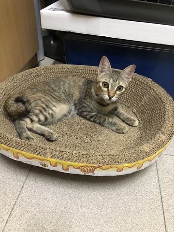 Bulat - Domestic Short Hair + Tabby Cat