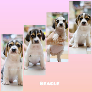 Quality Female Beagle Pups - Beagle Dog