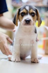 Quality Female Beagle Pups - Beagle Dog