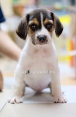 Quality Female Beagle Pups - Beagle Dog