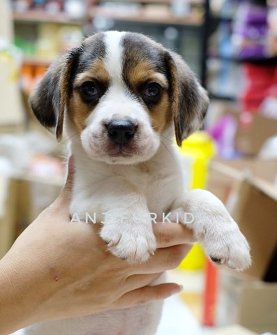 Quality Female Beagle Pups - Beagle Dog