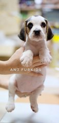 Quality Female Beagle Pups - Beagle Dog