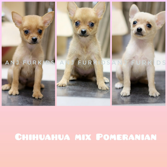 Adorable Chihuahua Mix Pomeranian  - Chihuahua + Pomeranian Dog