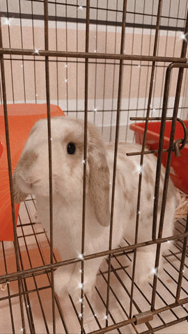 Tofu  - Holland Lop Rabbit