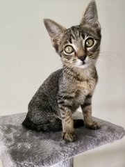 Gemma &amp; Mauna Loa - Domestic Short Hair Cat