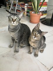 Gemma &amp; Mauna Loa - Domestic Short Hair Cat