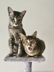 Gemma &amp; Mauna Loa - Domestic Short Hair Cat