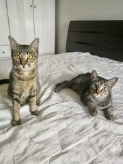 Gemma &amp; Mauna Loa - Domestic Short Hair Cat